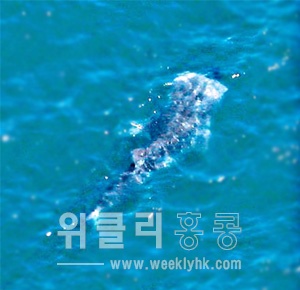 <사진 출처 : 성도일보(星島日報) >