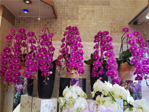 △양난 (Orchids): 비옥함, 풍요, 세련미, 고급스러움을 나타내고 있어 2019년도의 번영을 바라는 마음이 담겨있다.