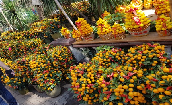 △포 멜로 스(Po Melos): 행운을 가져다주며 가족 단결의 상징이다. 몽콕 꽃시장이 포 메로스와 감귤로 온통 샛노란 세상이다.