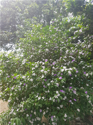 보라색과 하얀색의 꽃송이들이 한 나무에서 자라 세련된 조화를 이루고 있다.